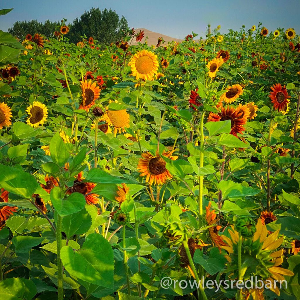 Sunflower Festival Information