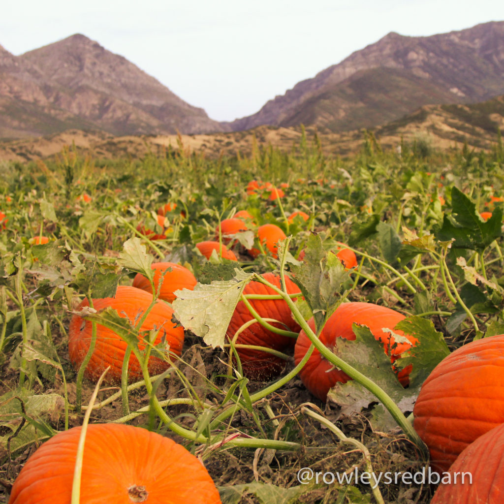 Fall Festival