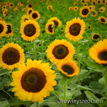 Sunflower Festival – Rowley's Red Barn